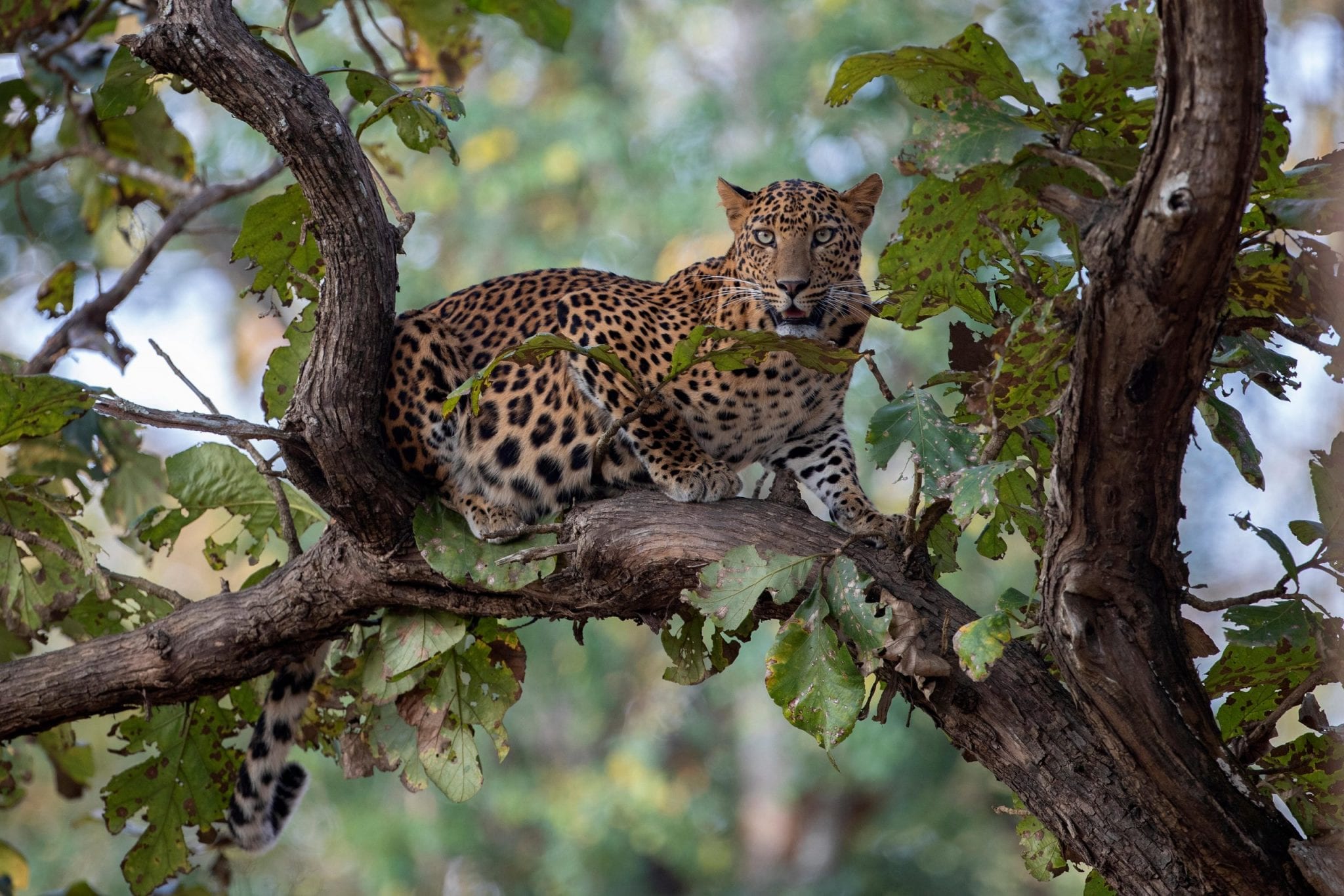 Bandhavgarh Landschaft